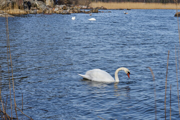 White swan on the Baltic Sea coast in Finland.