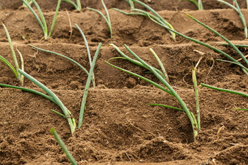Freshly planted onions in an organic garden