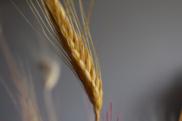 Fototapeta premium Tallo de trigo. Decoración interior. 09/04