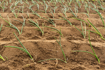 Freshly planted onions in an organic garden