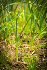 Close-up of a garlic plantation in an organic garden