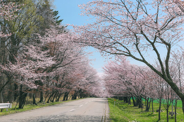 桜，桜並木