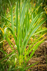 Close-up of a garlic plantation in an organic garden