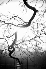 Bright sunlight piercing a silhouette of a tree branch