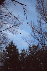 Free Bird