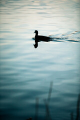 Duck silhouette in crystal blue water