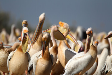 parc national du djoudj,senegal pélican Blanc (pelecanus onocrotalus)