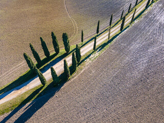 Row of cypress trees from above.  Aerial view, drone shot.