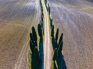 Row of cypress trees from above.  Aerial view, drone shot.