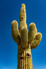 Saguaro Cactus Near Phonix Arizonia