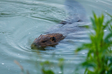 Wild European beaver or Eurasian beaver, Castor fiber, swimms in water. Beaver's head peaking out from water, brown furry body and long flat tail clearly visible. Wildlife scene. Habitat Europe, Asia.