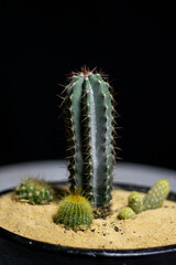 cactus in a pot