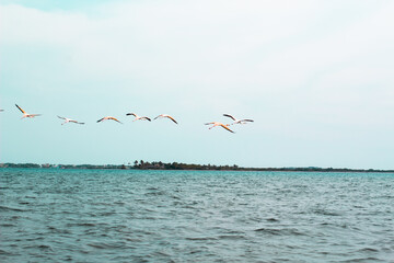 dunes, bani, Flemish, salinas