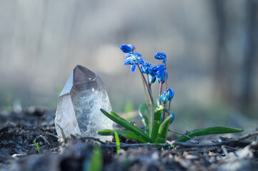 Pure large transparent quartz crystal close-up on a background of spring blooming blue snowdrops