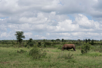 Südafrika - Kruger Nationalpark - Breitmaulnashorn