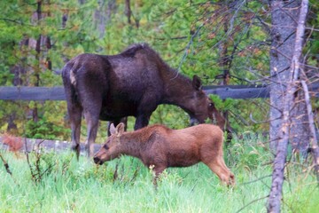 Fototapeta premium Moose Momma and baby