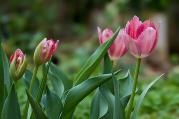 Tulip flower field blooming in the garden
