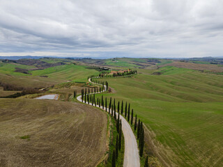 Fototapeta na wymiar Cypress trees row in a peaceful countryside landscape. Drone view, aerial shot.