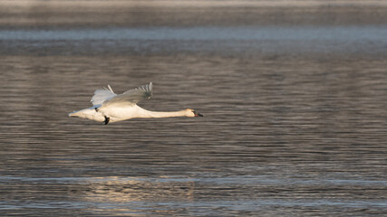 Close up of a migrating trumpeter swan flying along the top of open water river in northern Canada. Taken during their spring flight to northern Alaska breeding grounds. 