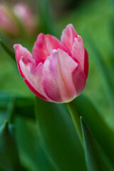 Tulip flower field blooming in the garden