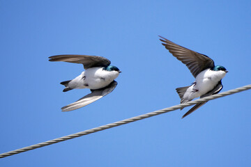 Tree Sparrows telling each other off and flying off wire right near their nesting box on early spring bright blue sky