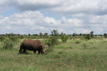 Südafrika - Kruger Nationalpark - Breitmaulnashorn