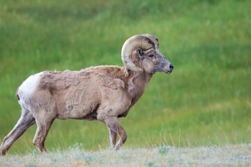 Scruffy Ram Strolls Across Grassy Field 