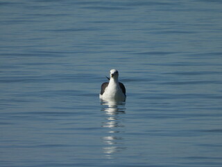seagull on the rock