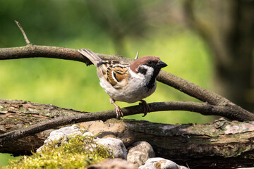 Sparrow (Passer montanus)