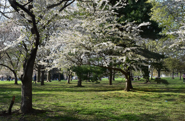 Cherry Blossom Festival in Washington, DC, 2021
