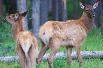 Young Elk Calves