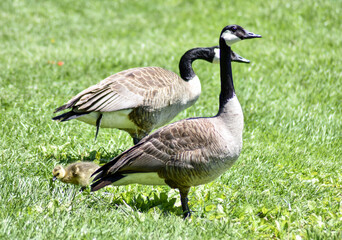 country goose on the grass