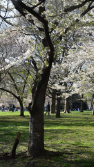 Close up of Cherry Blossoms in Early Spring, Washington, DC, Portrait Orientation