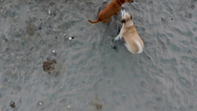 dogs on the beach
