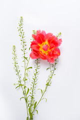 composition of red flower tulips flowers on white background. A place for the text for the invitation, menu, or other.