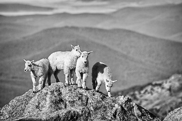 Mountain Goat Kids on a Rock (Black & White)