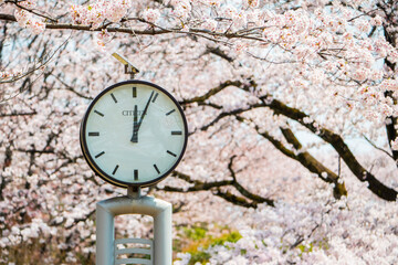 桜時計