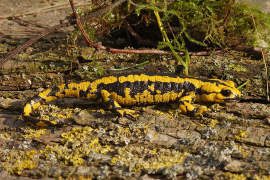 Bright yellow Tendi fire salamander (Salamandra bernardezi) crawling on the wooden surface