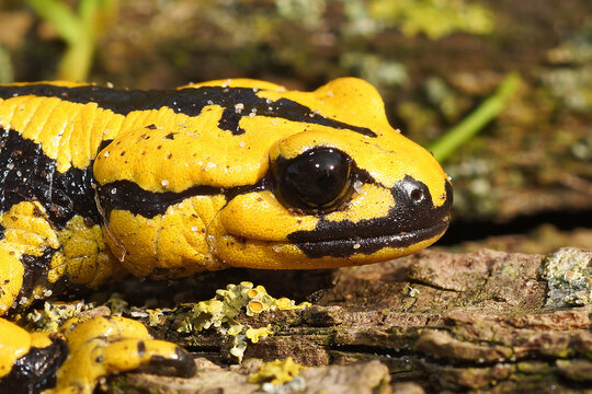 Headshot of the yellow-colored salamander (Salamandra bernardezi) in the natural background
