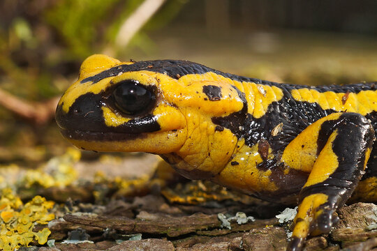 Bright yellow-colored Tendi fire salamander (Salamandra bernardezi) crawling on the ground