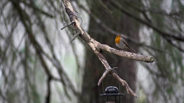 European robin sitting on a branch in a tree.