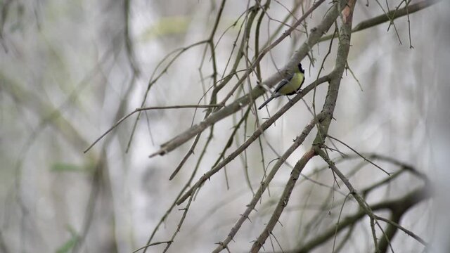 Great tit scaring a European robin sitting on a branch