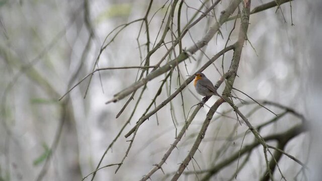 European robin waiting on a branch.
