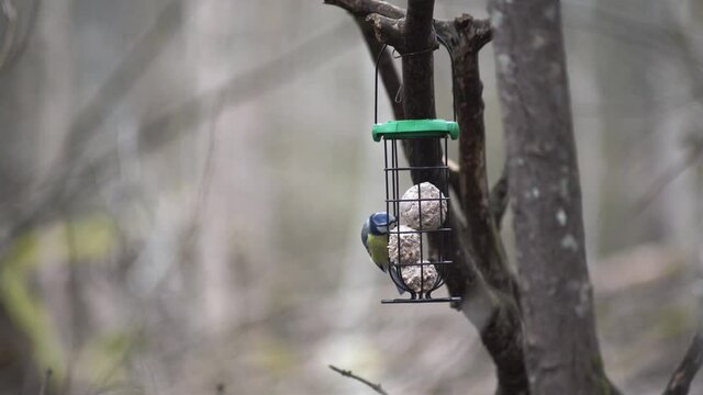 A blue headed great tit eating from a bird feeder.