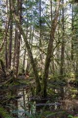 A small pond in the lush green of the Hoh Rainforest in Olympic National Park.