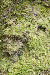 Background image of a close up of green moss covering the bark of a tree.