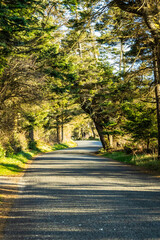 A tree with many curvy limbs that are covered with rough bark and wind-swept branches to the left.