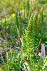 Giant horsetail (E. telmatiea) can grow to a whopping 6 feet tall. Central stalks are much wider and you may see water in each node.