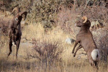 Rams Prepare for Impact