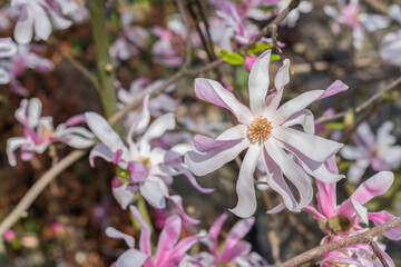 Obraz na płótnie Canvas Magnolia stellata flowers blossoming in the garden